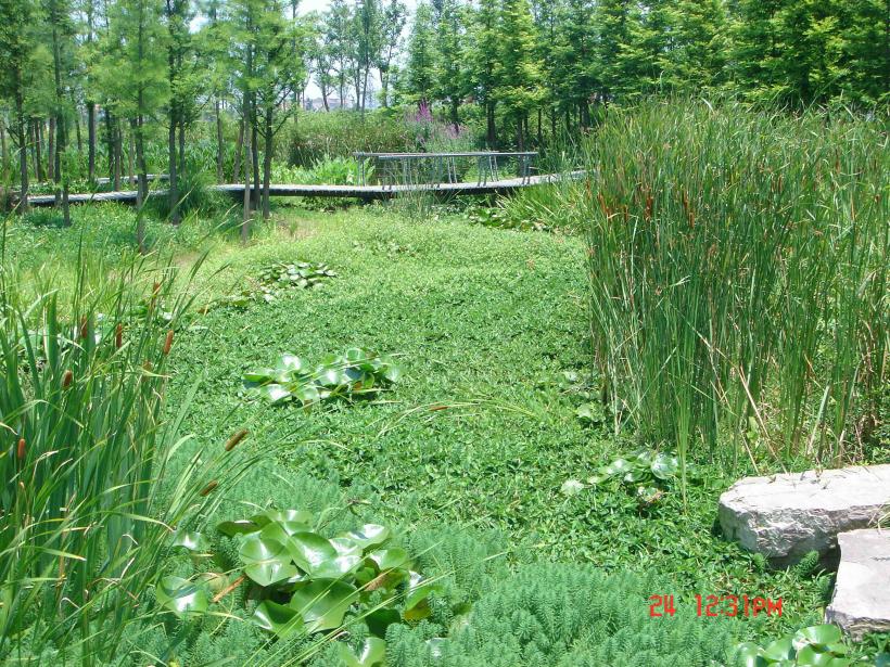 水生植物效果图
