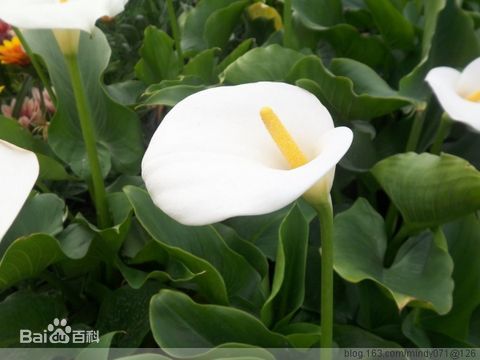 水芋.jfif