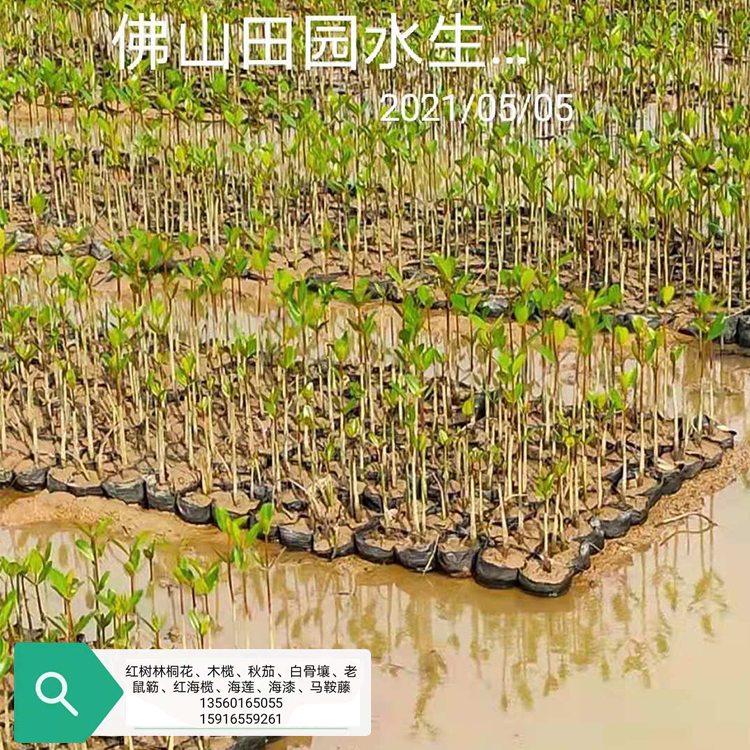 红海榄
