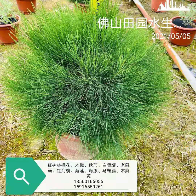 红海榄