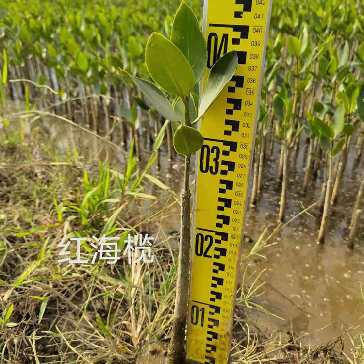 红海榄
