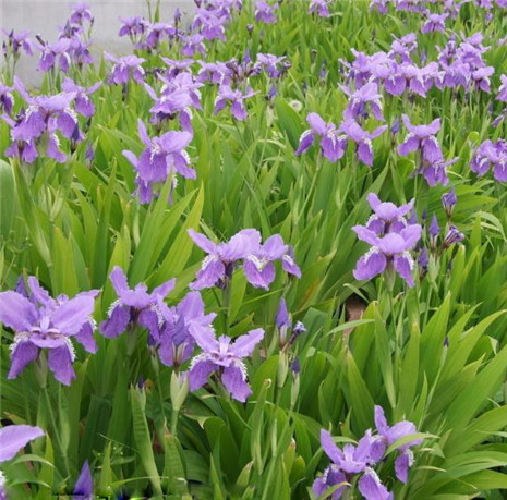 蓝花鸢尾